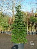 Abies Nordmanianna 140L