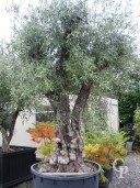 Olea Europea  Mature  Specimen