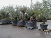 Olea Europea  Selection