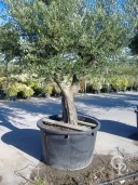 Olea Europea  Specimen   285l