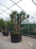 Olea Europea  Specimen  750l