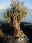 Olea Europea  Specimen