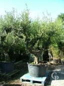 Olea Europea  Specimen 450l