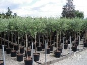 Olea Europea  Std  18l