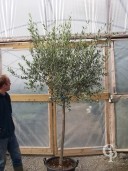 Olea Europea  Std  50l