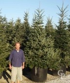 Abies Nordmanianna 240L