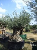 Olea Europea