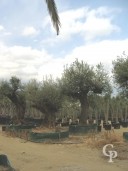 Olea Europea