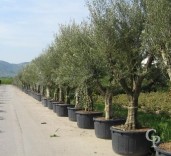 Olea Europea