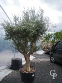 Olea Europea