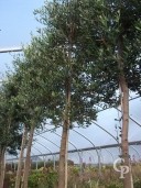 Olea Europea