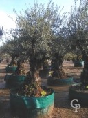 Olea Europea