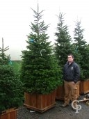 Abies Nordmanianna