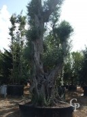 Olea Europea