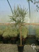 Olea Europea 12+  30l