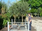 Olea Europea 130l S