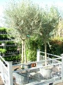 Olea Europea 130l Std