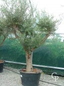 Olea Europea 130lex