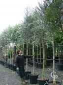 Olea Europea 14 16 Std 70l