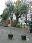 Olea Europea 14 16 Std