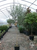 Olea Europea 15l