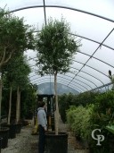 Olea Europea 16-18