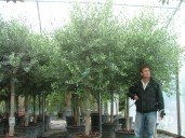 Olea Europea 18-20