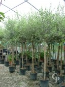 Olea Europea 18l