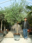 Olea Europea 20 Girth Std 130l