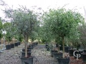 Olea Europea 20cm+