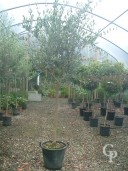 Olea Europea 35l Extra