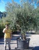 Olea Europea 450l