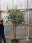 Olea Europea 50l