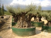 Olea Europea Extra Specimen