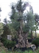 Olea Europea Extra Strong Specimen