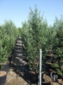 Olea Europea Feathered 70l