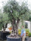 Olea Europea Mature Specimen