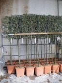 Olea Europea Pleached