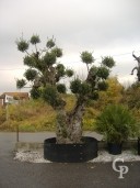 Olea Europea Pom Pom Specimen