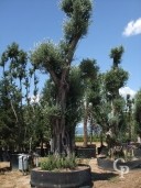 Olea Europea Spec 6m+