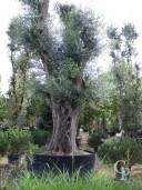 Olea Europea Specimen