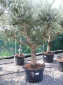 Olea Europea Specimen 160l