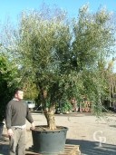 Olea Europea Specimen 450l Extra