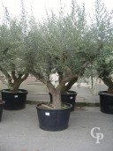 Olea Europea Specimen 450l