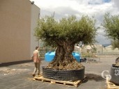 Olea Europea Specimen Extra