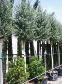 Olea Europea Std