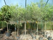 Olea Europea Std 18l