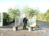 Olea Europea Std 20-25 Extra