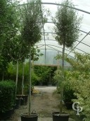 Olea Europea Std Cone 110l