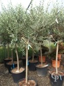 Olea Europea Std